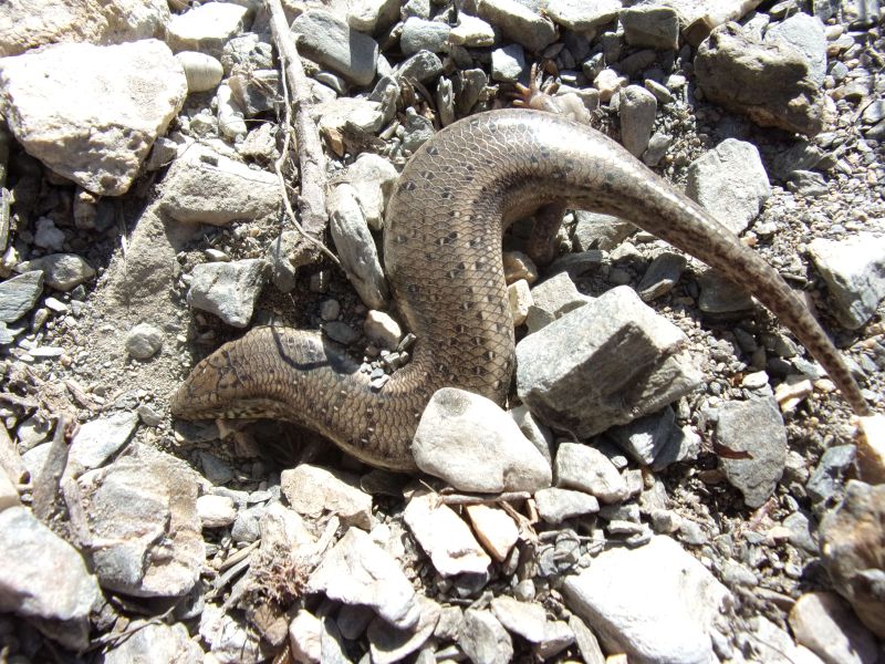 Chalcides ocellatus tiligugu, Scincidae